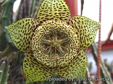Orbea variegata