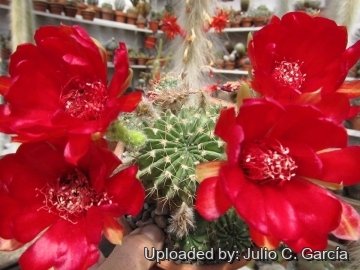 Echinopsis ancistrophora subs. pojoensis
