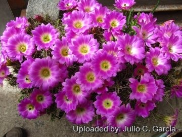 Echinocereus pentalophus