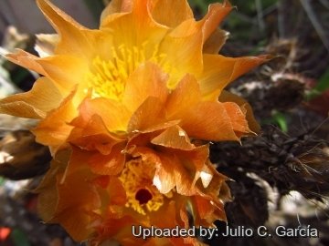 Pterocactus tuberosus