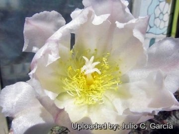 Tephrocactus alexanderi