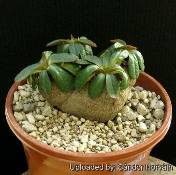 Euphorbia ecklonii