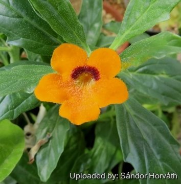 Pterodiscus aurantiacus