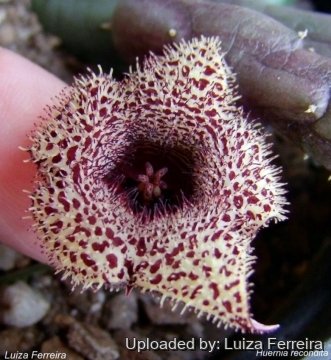 Huernia recondita
