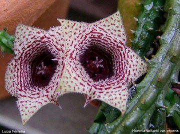 Huernia volkartii var. repens