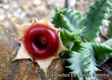 Huernia zebrina subs. insigniflora