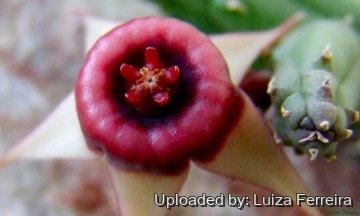 Huernia procumbens