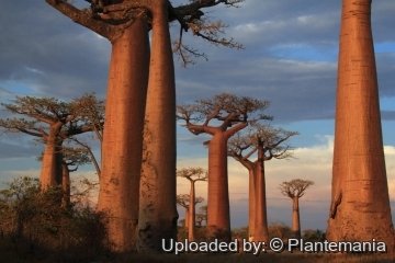 Adansonia grandidieri
