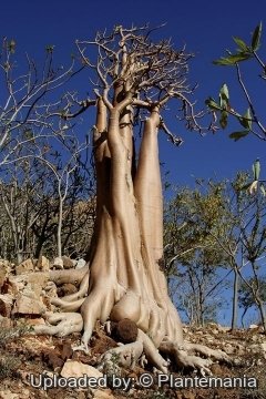 Adenium obesum subs. socotranum