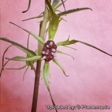 Dorstenia verdickii