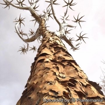 Aloe dichotoma