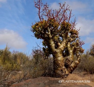 Tylecodon paniculatus