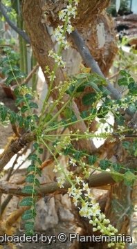 Boswellia sacra