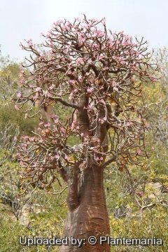 Adenium obesum subs. socotranum