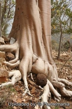 Adenium obesum subs. socotranum