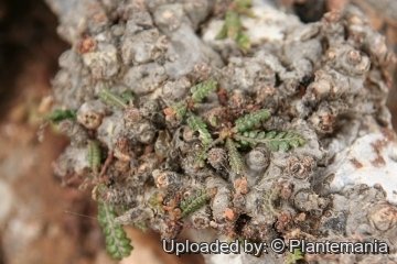 Boswellia socotrana