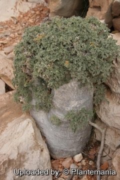 Dendrosicyos socotrana