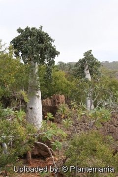 Dendrosicyos socotrana