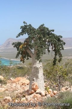Dendrosicyos socotrana