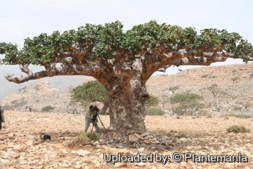 Sterculia africana subs. socotrana