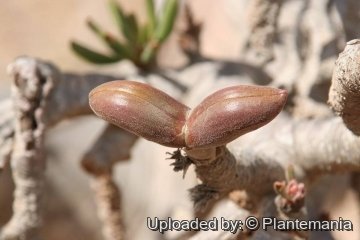 Adenium obesum subs. socotranum