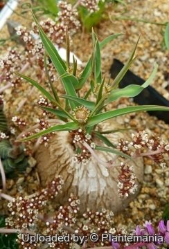 Euphorbia trichadenia
