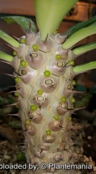 Euphorbia venenifica