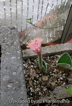 Haemanthus humilis