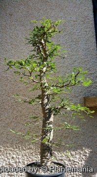 Operculicarya decaryi