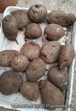 Stephania cephalantha