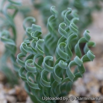 Albuca concordiana