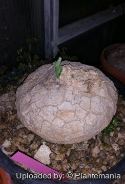 Ampelosicyos bosseri