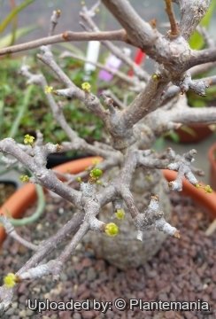 Operculicarya pachypus