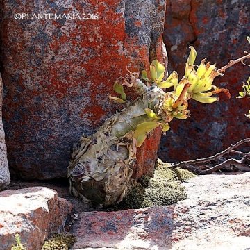 Tylecodon paniculatus