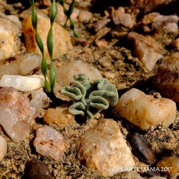 Eriospermum titanopsoides