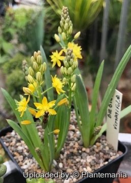 Bulbine vittatifolia