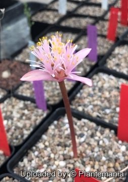 Haemanthus barkerae