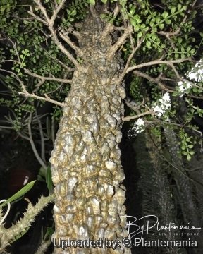 Operculicarya decaryi