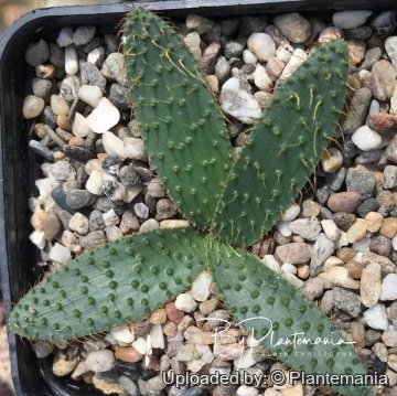 Brunsvigia namaquana