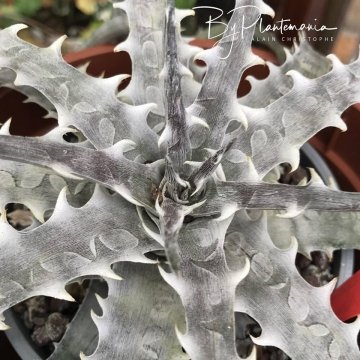 Dyckia goehringii