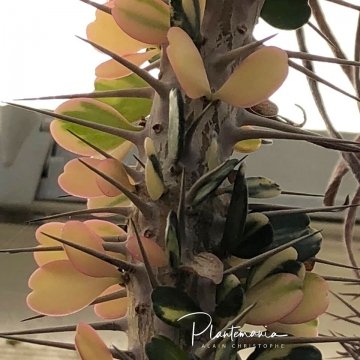 Alluaudia ascendens f. variegata