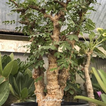 Senna meridionalis