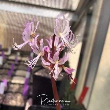 Brunsvigia namaquana