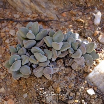 Crassula sericea