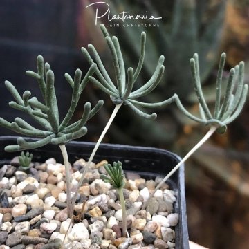 Eriospermum bowieanum