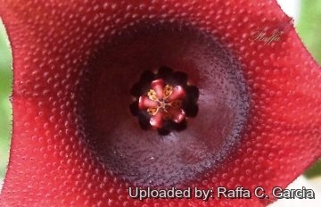 Huernia schneideriana