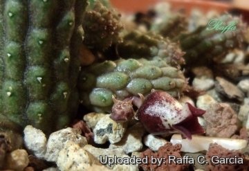 Echidnopsis ericiflora