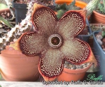 Edithcolea grandis