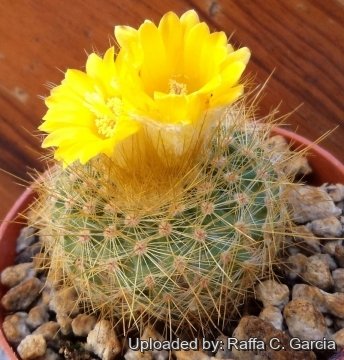 Parodia chrysacanthion