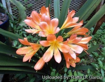 Clivia miniata